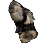 猫外观方案 5