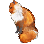 猫外观方案 6