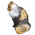 猫外观方案 8