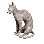 猫外观方案 4