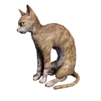 猫外观方案 5