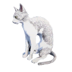猫外观方案 6