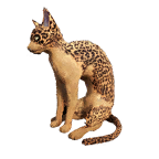猫外观方案 7