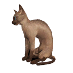 猫外观方案 9