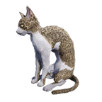 猫外观方案 12
