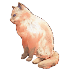 猫外观方案 13