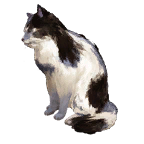 猫外观方案 14