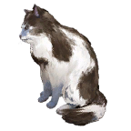 猫外观方案 15