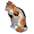 猫外观方案 16