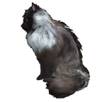 猫外观方案 10