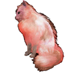 猫外观方案 12