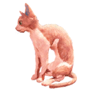 猫外观方案 13