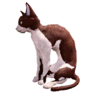 猫宠物图标