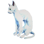 猫外观方案 16
