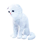 猫外观方案 1