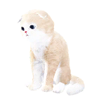 猫宠物图标