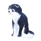 猫外观方案 5