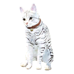 猫外观方案 2