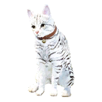 猫宠物图标