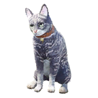 猫宠物图标