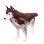 狗外观方案 2