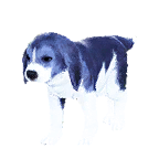 狗外观方案 3
