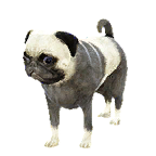 狗外观方案 4