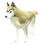 狗外观方案 4