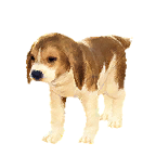 狗外观方案 4