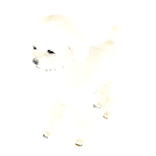 狗外观方案 4