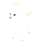 狗外观方案 6