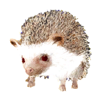 刺猬外观方案 4
